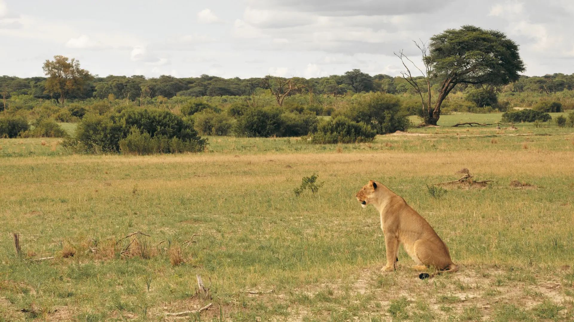 Lioness seated in open Southern African savanna.